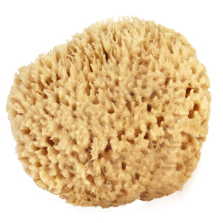 Large Seawool Sponge by The Sponge Co, showing a soft, textured cleaning sponge for household use.
